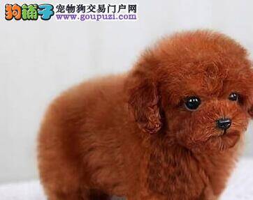 怎样从小培育出优秀的泰迪犬