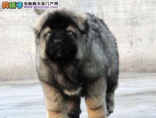 什么类型的高加索犬不适合穿衣服