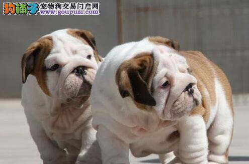 怎样培养斗牛犬顺从主人的意识