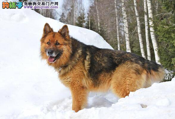 温馨美丽之旅 与德国牧羊犬一起散步要注意的事情