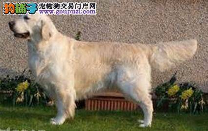 测定喂养金毛犬的难度系数有多大