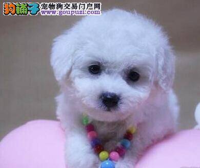 比熊犬拉稀便血拒绝用食怎么办