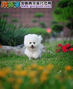 区分一下哪些食物不适宜给比熊犬食用