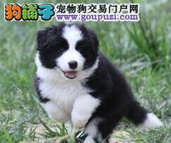 边境牧羊犬会得关节炎的原因以及治疗