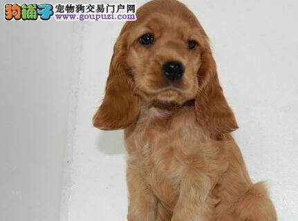 为可卡犬正确梳理被毛的方式