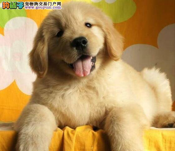 怎样教金毛犬学会作揖的动作