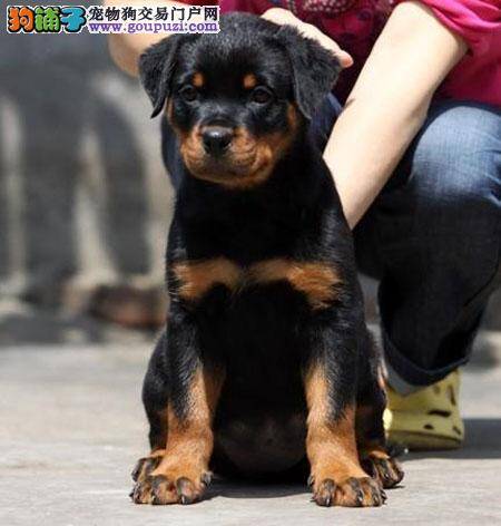 罗威纳犬吃的很多还不长肉什么原因