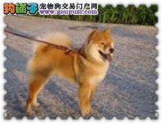 秋田犬夏季疾病常见度大调查结果