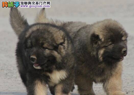 高加索犬饲养在室内好还是室外好