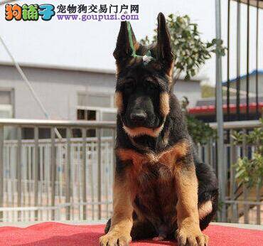 怎么让自家的德国牧羊犬记住厕所位置