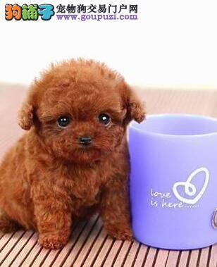 泰迪犬食用康乐多狗粮好吗
