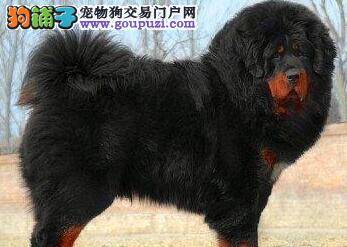 藏獒春季养护生活的三法宝