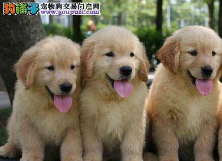 金毛犬很贪吃可以给它喝酸奶吗 求解答