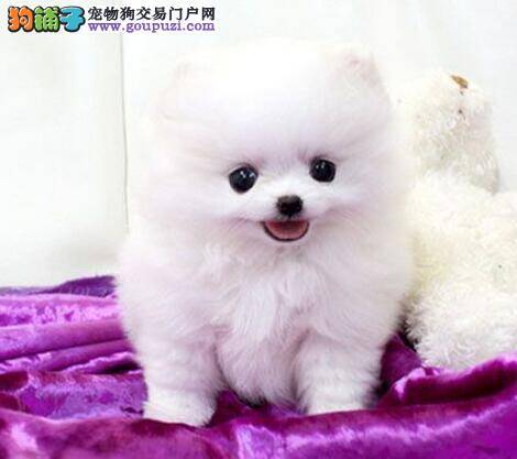 博美犬出现挑食情况的时候会有哪些表现