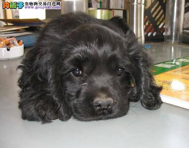 护理常识 如何让高龄可卡犬安享晚年