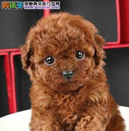请问泰迪犬可以喝胡萝卜汁吗