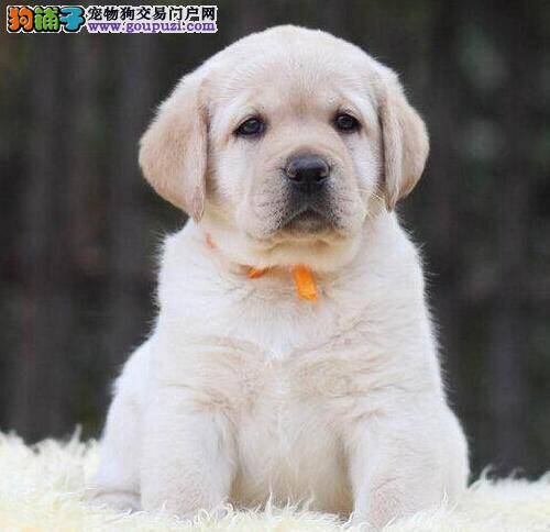 拉布拉多犬刚打完驱虫针可以洗澡么