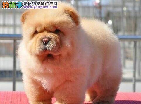 疫苗与驱虫是对松狮犬健康有好处的做法