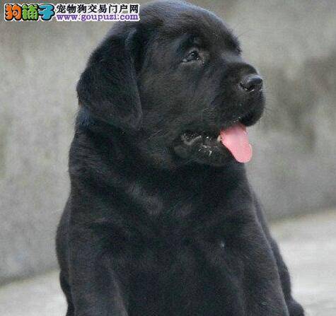 怎么给拉布拉多犬剪指甲才不会出血