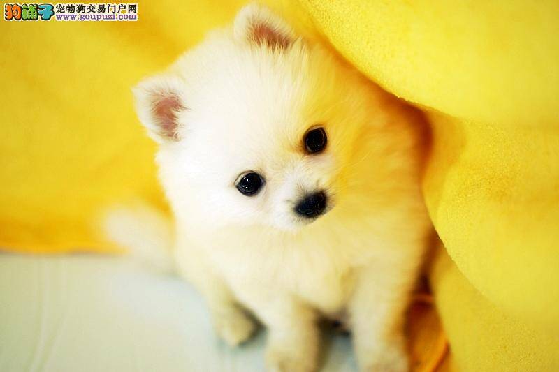 狗狗饲养科普 如何饲养出健康的银狐犬