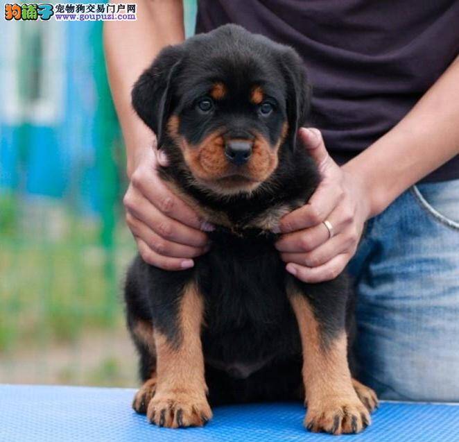 对罗威纳犬进行屋外排泄训练的最佳方式