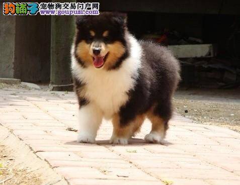 怎样能调养好喜乐蒂犬的胃肠道功能