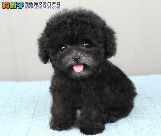 泰迪犬容易养吗 饲养泰迪犬要注意的3点