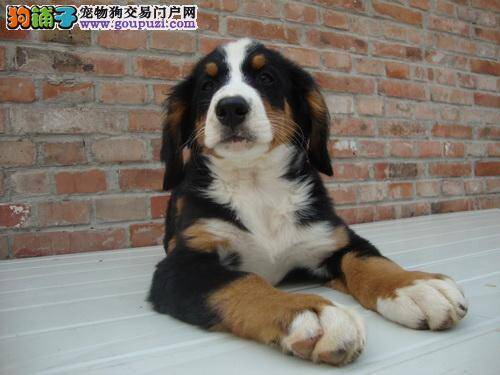 伯恩山犬现在不吃狗粮了 可以喂其他食物吗