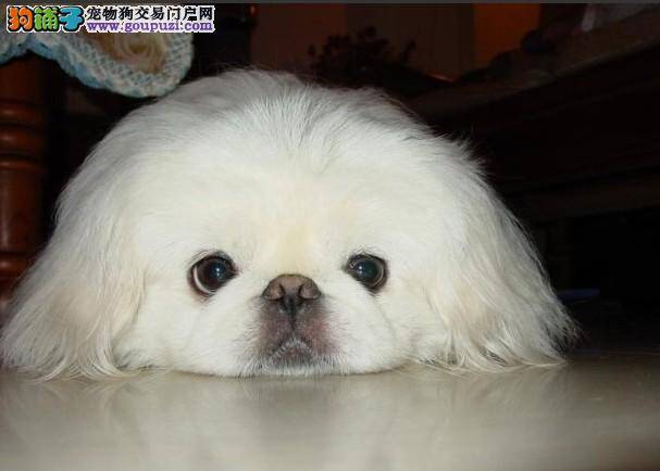 牙医生告诉你护理京巴犬的牙齿四大步骤
