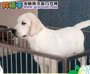 喂养拉布拉多犬时的关键四点要注意