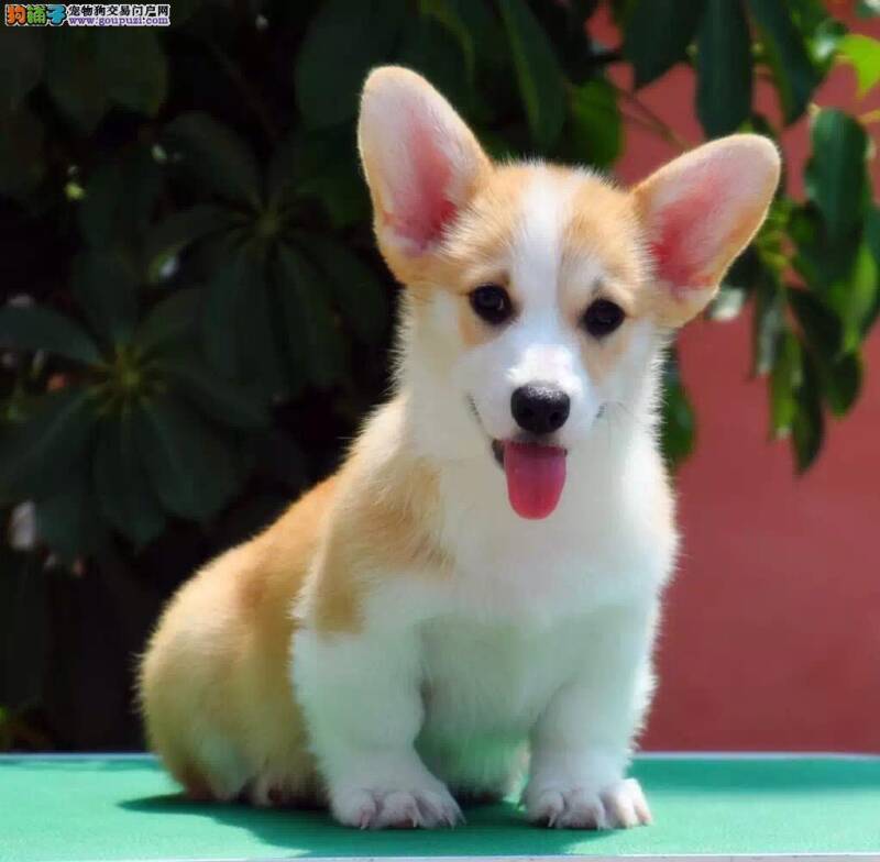 怎样禁止柯基犬接受陌生人给予的食物和拣食地面的食物