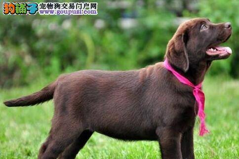 怎么从鼻子判断拉布拉多犬的健康状况