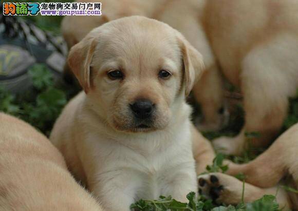 什么时候是拉布拉多犬食用狗粮的最佳时间