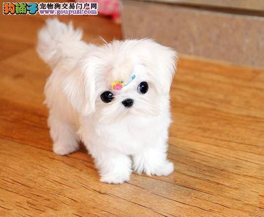 马尔济斯犬在乱咬东西的时候要怎样纠正