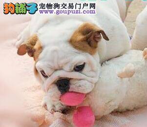 怎样让斗牛犬掌握吃东西的方法