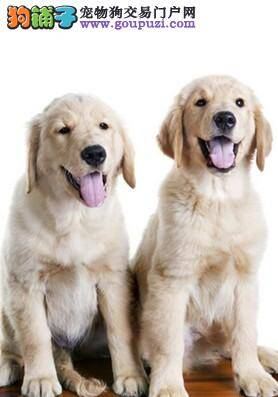 适合金毛犬减肥的三种最有效方法