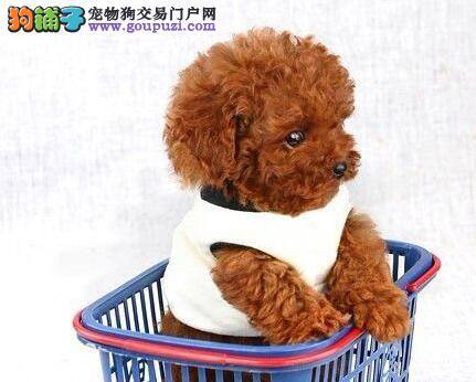 泰迪犬打完疫苗出现蜂窝组织炎怎么办
