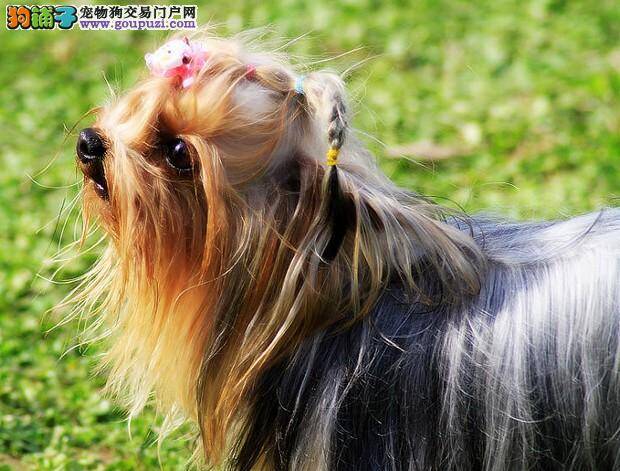 为了孩子的健康 约克夏须学会文明如厕