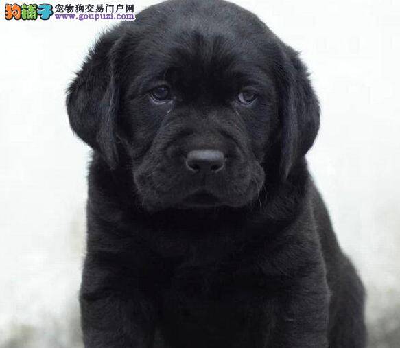 不到三个月的拉布拉多犬如何让毛发长的更好