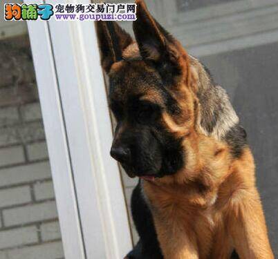 耳濡目染 饲主如何给德国牧羊犬做榜样