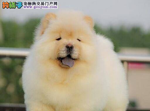 宠物狗家庭护理 松狮犬出现口臭的情况怎么医治
