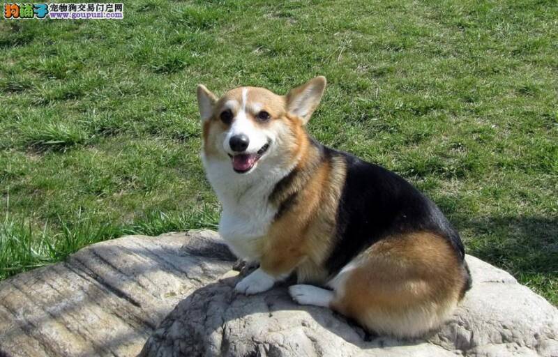 柯基犬患上肠胃疾病的症状及护理常识