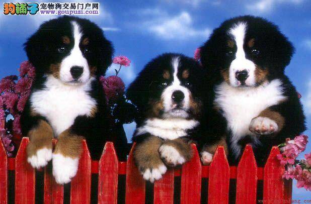 伯恩山犬发情期的养护细则