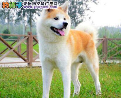 了解秋田犬的生活习惯，方便你的饲养