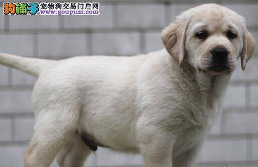 我们家的拉布拉多犬特别贪吃正常么