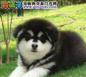 阿拉斯加犬最近吃东西都不消化还会呕吐出来