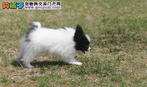 给蝴蝶犬养成良好的习惯应从小开始