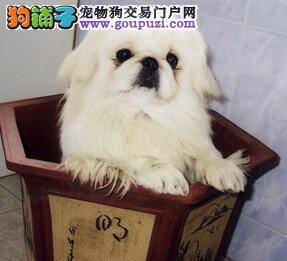 狗狗爱喝奶 京巴狗喝奶的好处以及坏处全面分析