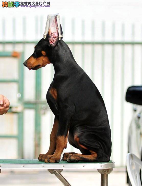 杜宾幼犬吃什么狗粮最好