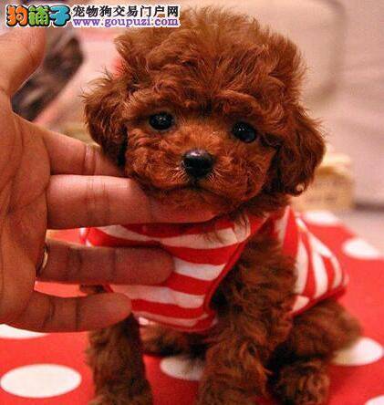 求推荐 3个月的贵宾犬适合吃什么奶糕